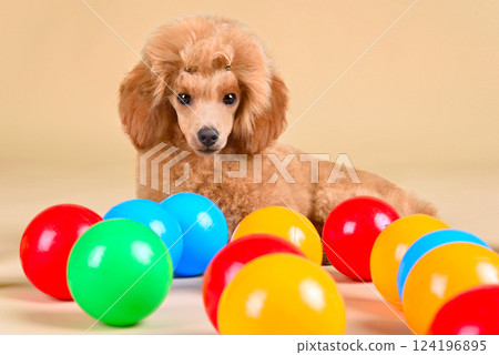 Playing cute poodle puppy Playing cute poodle puppy 124196895