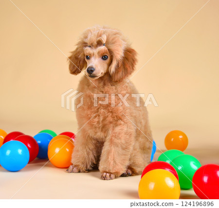 Playing cute poodle puppy 124196896