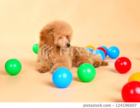 Cute toy poodle puppy 124196897