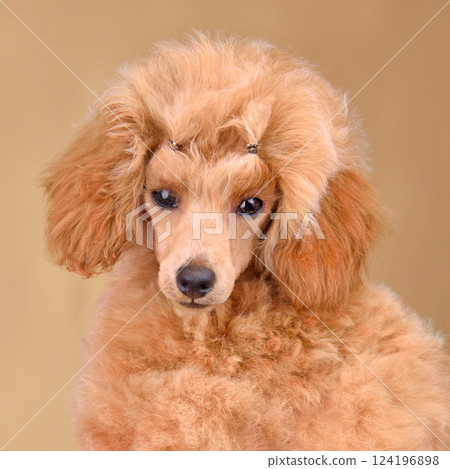 Three month old toy poodle puppy 124196898
