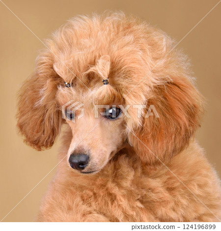 Portrait of toy poodle puppy 124196899