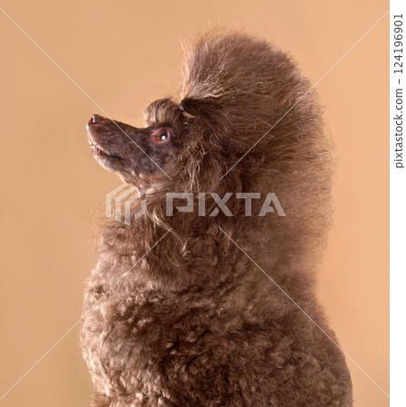 Chocolate cute toy poodle 124196901