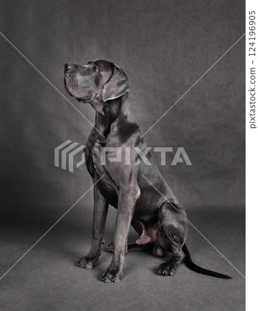 Great Dane dog sitting 124196905