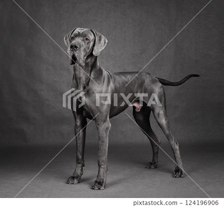 Standing Great Dane dog 124196906