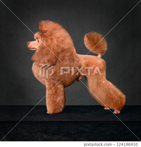 Beautiful apricot toy poodle 124196910