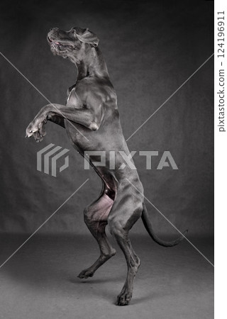 Giant dog dancing Giant dog dancing 124196911