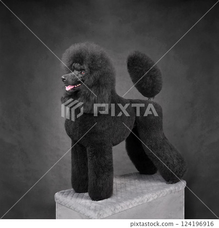 Beautiful black poodle 124196916