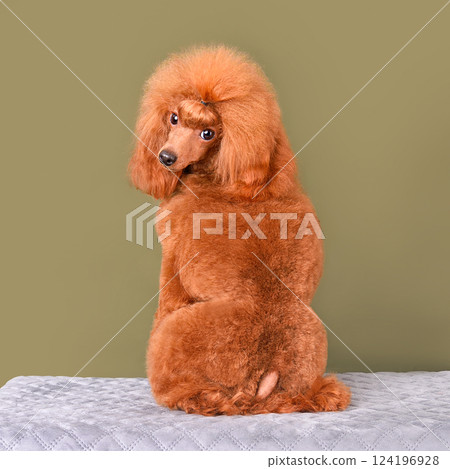 Sitting apricot poodle 124196928