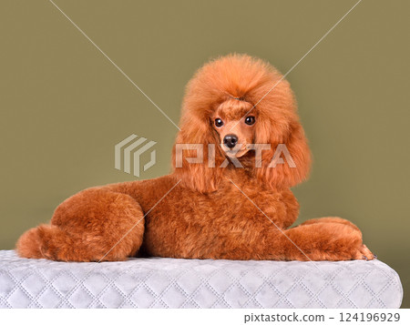 Lying beautiful apricot poodle 124196929