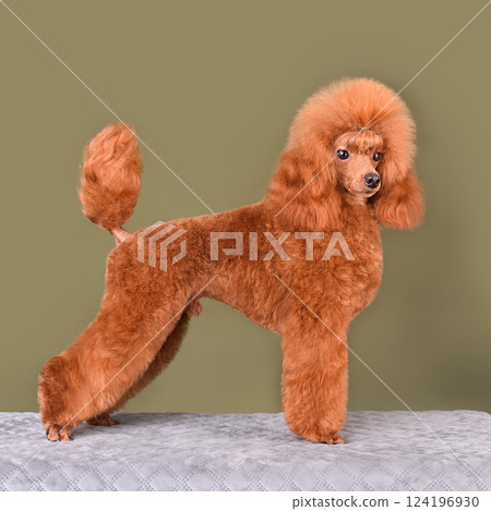 Standing bright apricot poodle 124196930