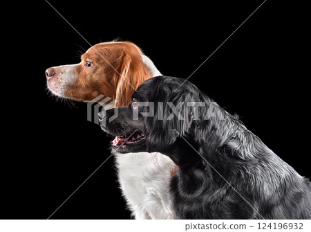 Two beautiful Brittany dogs Two beautiful Brittany dogs 124196932