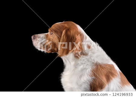 Portrait of Brittany Spaniel Portrait of Brittany Spaniel 124196933
