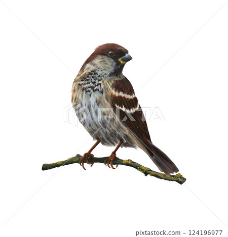 Watercolor illustration of a sparrow sitting on branch of the tree. Object is isolated on white background. Drawing for postcards, prints, posters, stickers, scrapbooking Watercolor illustration of a sparrow sitting on branch of the tree. Object is isolated on white background. Drawing for postcards, prints, posters, stickers, scrapbooking 124196977