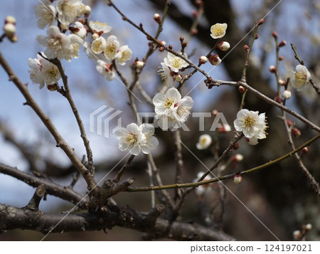 Hikone Castle Plum Grove in Spring 124197021