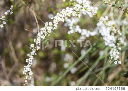 Spiraea flowers small flowers white flowers spring flowers Spiraea flowers small flowers white flowers spring flowers 124197166