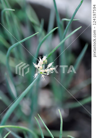 Green Shallot, Alliumcepa var or aggregatum or Alliaceae or Spring Onion or Spring Onion Green Shallot, Alliumcepa var or aggregatum or Alliaceae or Spring Onion or Spring Onion 124197594