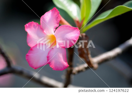 Adenium obesum ,  Desert rose or Mock Azalea or Pink bignonia or Impala lily or APOCYNACEAE 124197622