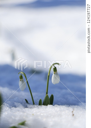 雪花蓮靜靜地從雪中探出頭來-長野縣駒根市 雪花蓮靜靜地從雪中探出頭來-長野縣駒根市 124197727
