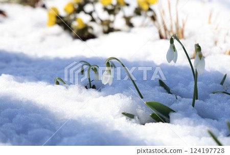 雪花蓮靜靜地從雪中探出頭來-長野縣駒根市 雪花蓮靜靜地從雪中探出頭來-長野縣駒根市 124197728