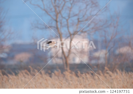 Powered by Translate 124197731