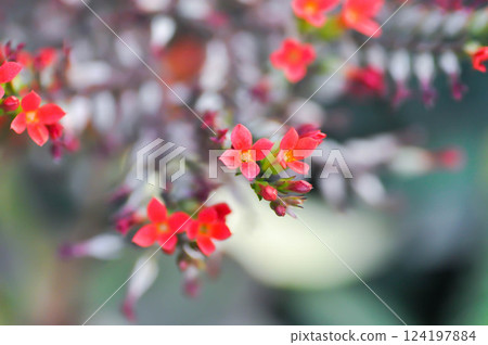 Kalanchoe blossfeldiana Poelln, Kalanchoe blossfeldiana or Flaming Katy or Kalanchoe or CRASSULACEAE or red flower 124197884