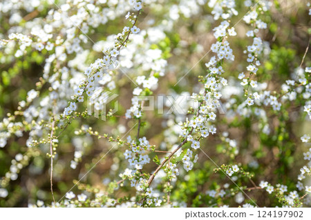 繡線菊 花 小花 白花 春天的花朵 124197902