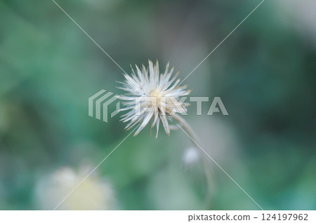 Tridax Daisy, Tridax procumbens or grass flower or weed 124197962