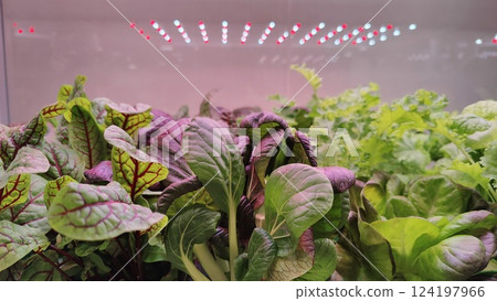 Close-up of hydroponic leafy greens, including purple and green varieties, growing indoors under red and white LED grow lights in a controlled environment. Close-up of hydroponic leafy greens, including purple and green varieties, growing indoors under red and white LED grow lights in a controlled environment. 124197966