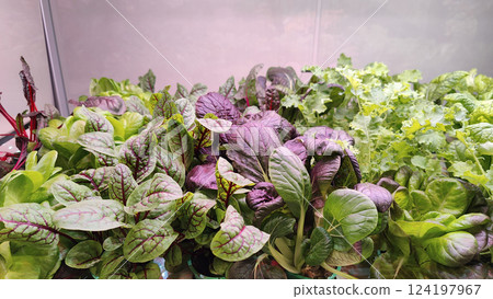 A variety of fresh hydroponic greens, including purple and green leafy vegetables, growing indoors under artificial lighting in a modern city farm. A variety of fresh hydroponic greens, including purple and green leafy vegetables, growing indoors under artificial lighting in a modern city farm. 124197967