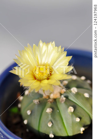 Astrophytum asteriias flower or cactus in the flower pot or Astrophytum or Astrophytum asteriias 124197968
