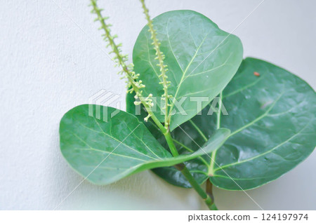 Coccoloba uvifera ,Sea grape or POLYGONACEAE Coccoloba uvifera ,Sea grape or POLYGONACEAE 124197974