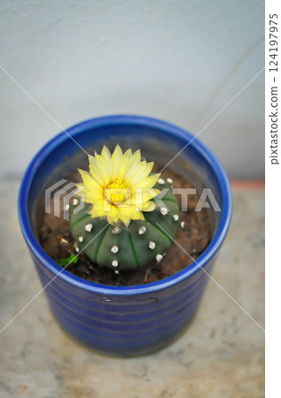 Astrophytum asteriias flower or cactus in the flower pot or Astrophytum or Astrophytum asteriias Astrophytum asteriias flower or cactus in the flower pot or Astrophytum or Astrophytum asteriias 124197975