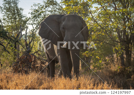 African bush elephant stands surrounded by trees African bush elephant stands surrounded by trees 124197997