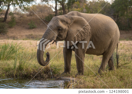 African elephant in clearing drinking from waterhole 124198001