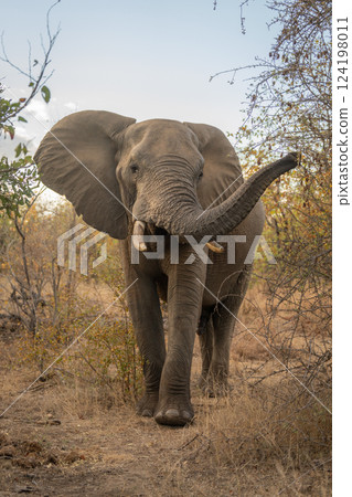 African elephant walks toward camera lifting trunk 124198011