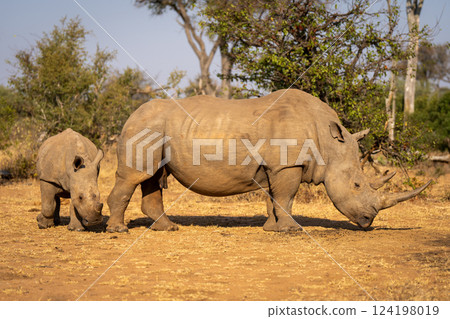 Calf walks round white rhino in clearing 124198019