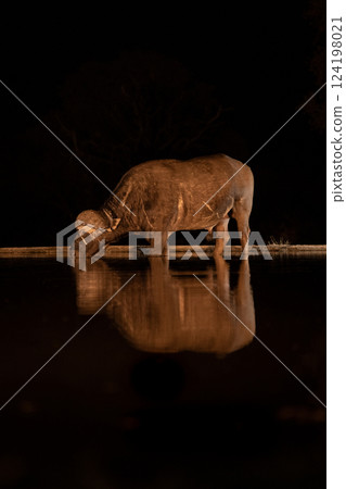 Cape buffalo stands by dark waterhole drinking Cape buffalo stands by dark waterhole drinking 124198021