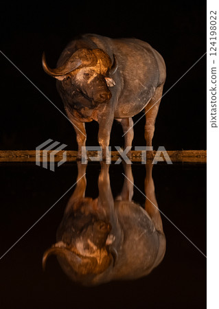 Cape buffalo stands by waterhole turning head 124198022