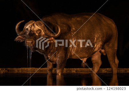 Cape buffalo stands dribbling water in darkness Cape buffalo stands dribbling water in darkness 124198023