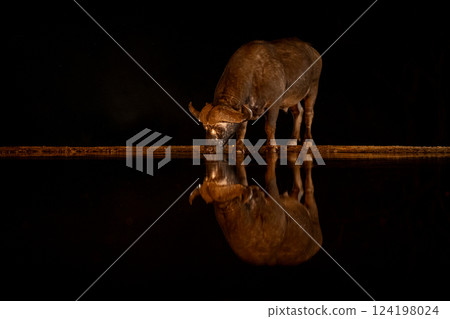 Cape buffalo stands drinking from dark waterhole Cape buffalo stands drinking from dark waterhole 124198024