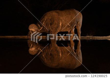 Cape buffalo stands drinking in dark waterhole Cape buffalo stands drinking in dark waterhole 124198025