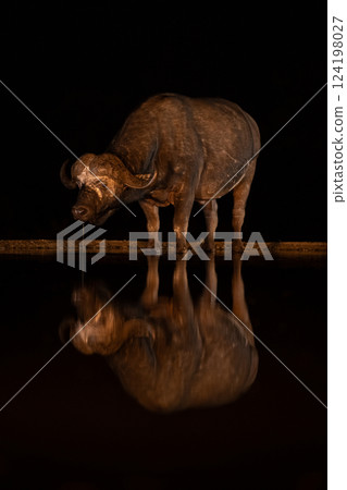 Cape buffalo stands drinking water in darkness 124198027