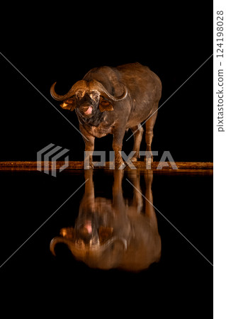 Cape buffalo stands licking lips at waterhole 124198028