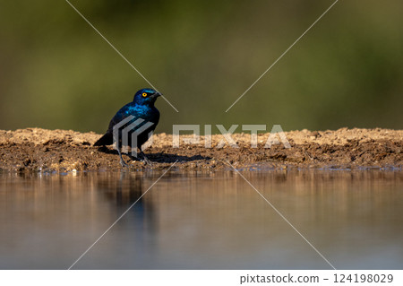 Cape starling casts shadow beside sunlit waterhole 124198029