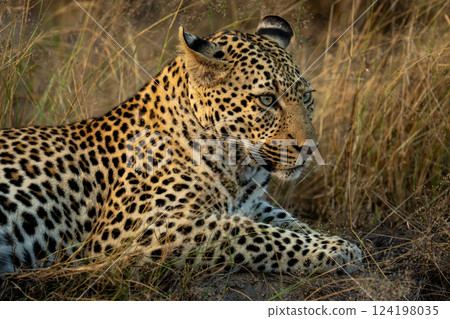 Close-up of male leopard lying looking ahead 124198035