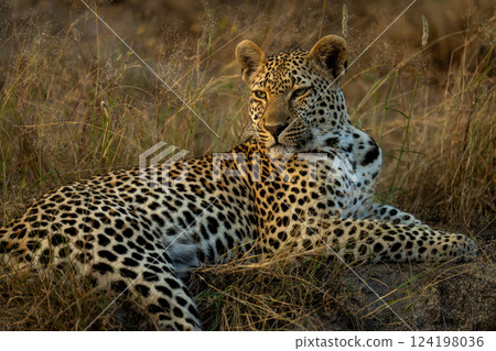 Close-up of male leopard lying looking round Close-up of male leopard lying looking round 124198036