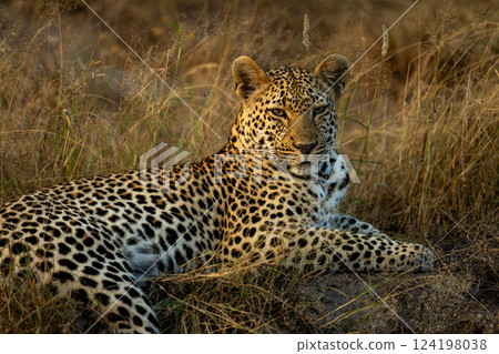 Close-up of male leopard resting in grass 124198038