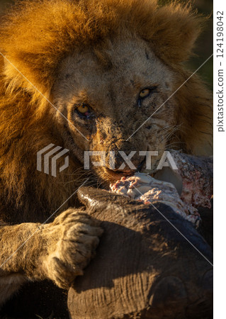 Close-up of male lion eating elephant flesh Close-up of male lion eating elephant flesh 124198042