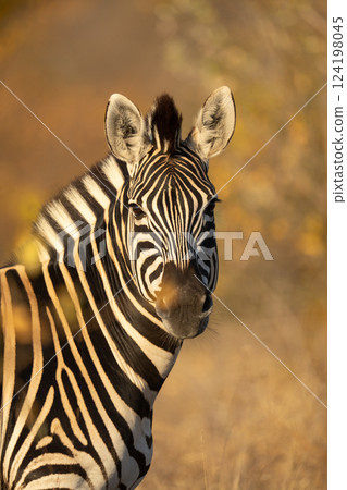 Close-up of plains zebra looking toward camera 124198045