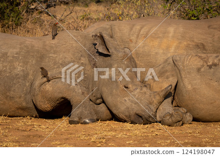 Close-up of three white rhinos lying asleep Close-up of three white rhinos lying asleep 124198047